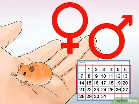 Image intitulée Breed Syrian Hamsters Step 28