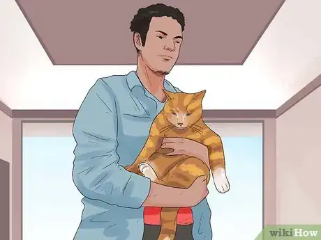 Image intitulée Get Your Cat to Stop Hissing Step 6