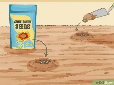 Image intitulée Grow Sunflowers Step 8