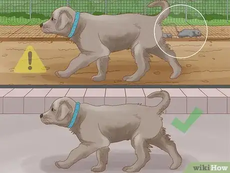Image intitulée Get Rid of a Botfly in a Dog Step 12