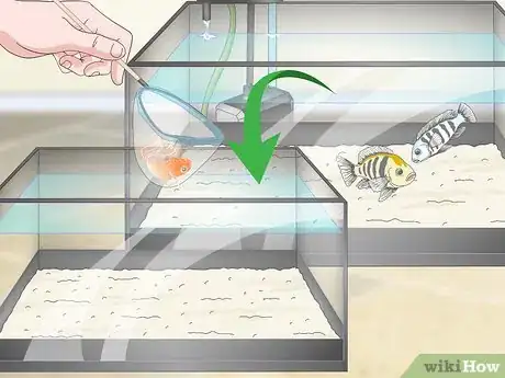 Image intitulée Know when Your Goldfish Is Dying Step 7