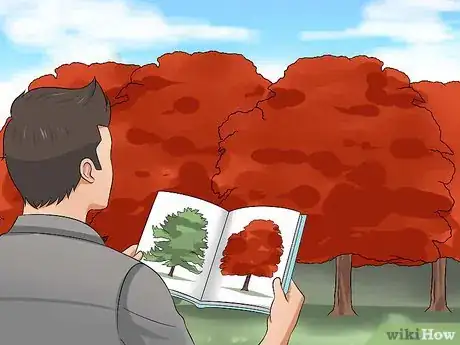 Image intitulée Identify Oak Trees Step 2