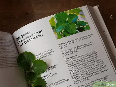 Image intitulée Prepare Oregano Leaves for Cough Medicine Step 15