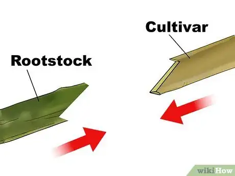 Image intitulée Graft a Tree Step 20