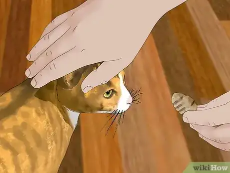 Image intitulée Clean Your Cat's Ears Step 11