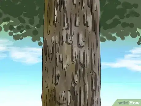 Image intitulée Identify Oak Trees Step 11