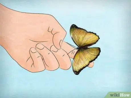 Image intitulée Raise Butterflies Step 12