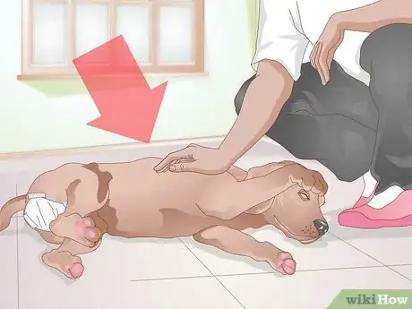Image intitulée Care for Your Dog After Being Neutered Step 1
