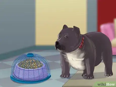 Image intitulée Feed an American Bully Puppy Step 8