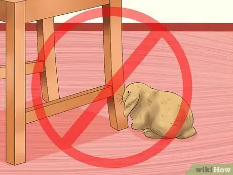 Image intitulée Care for Holland Lop Rabbits Step 9