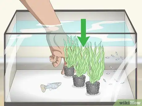 Image intitulée Care for Baby Guppies Step 5