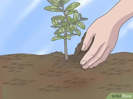 Image intitulée Grow Crepe Myrtle Step 10