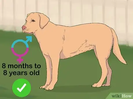 Image intitulée Breed Labradors Step 14