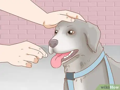 Image intitulée Put on a Dog Harness Step 14