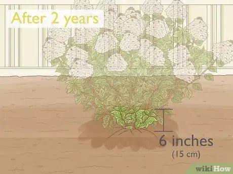 Image intitulée Care for Limelight Hydrangeas Step 13