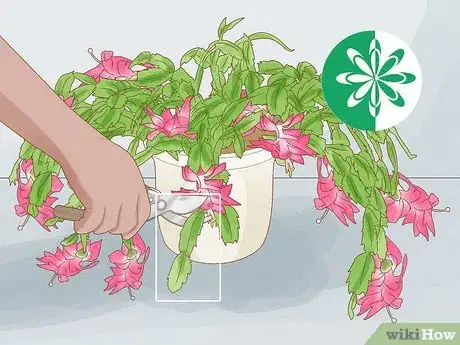 Image intitulée Propagate Christmas Cactus Step 1