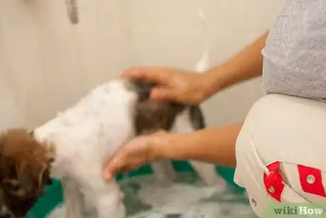 Image intitulée Bathe a Puppy for the First Time Step 21