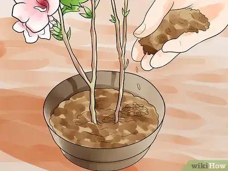 Image intitulée Propagate Rose of Sharon Cuttings Step 14