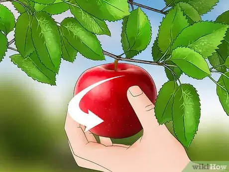 Image intitulée Choose an Apple Step 10