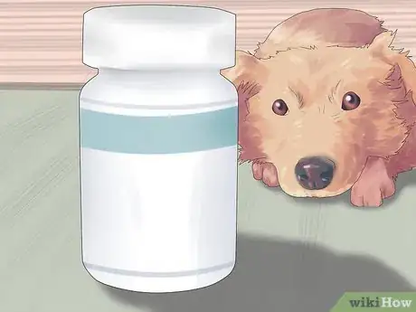 Image intitulée Treat Acid Reflux in Dogs Step 5