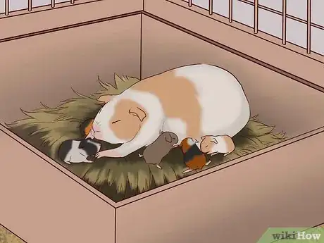 Image intitulée Care for a Pregnant Guinea Pig Step 35