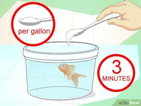 Image intitulée Revive a Goldfish Step 12