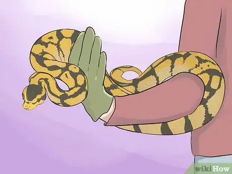 Image intitulée Hold a Snake Step 11