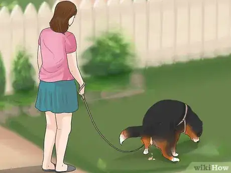 Image intitulée Train Bernese Mountain Dogs Step 14