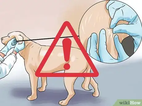 Image intitulée Identify Mange on Dogs Step 10