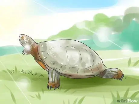 Image intitulée Pet a Turtle Step 12