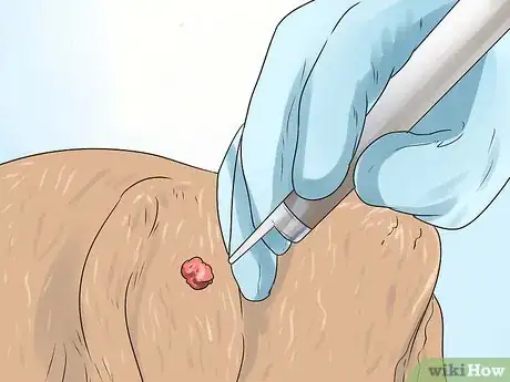 Image intitulée Remove Warts on Dogs Step 18