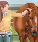 gagner le respect et la confiance de son cheval
