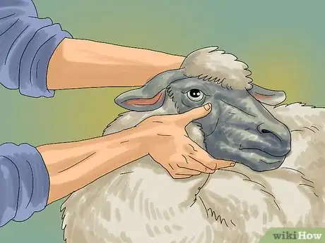 Image intitulée Care for Sheep Step 14
