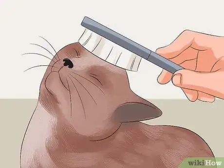 Image intitulée Make Your Cat's Fur Soft and Shiny Step 1