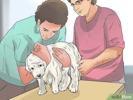 Image intitulée Care for a Maltese Dog Step 18