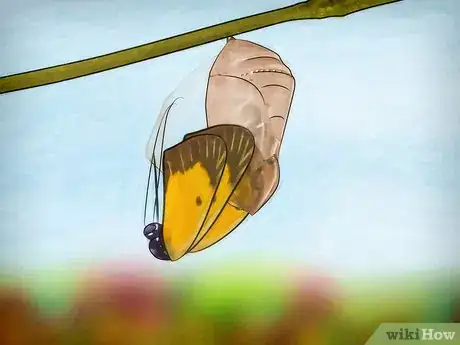 Image intitulée Raise Butterflies Step 10