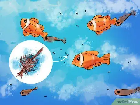 Image intitulée Breed Clownfish Step 14