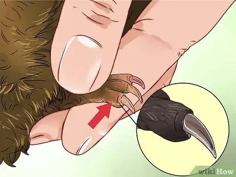 Image intitulée Cut Guinea Pig Claws Step 10