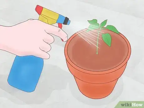 Image intitulée Fertilize Soil With Eggshells Step 12