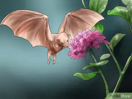 Image intitulée Attract Bats to Your Yard Step 2