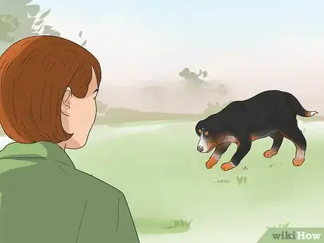 Image intitulée Train Bernese Mountain Dogs Step 17