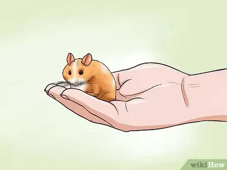 Image intitulée Choose a Hamster Step 8
