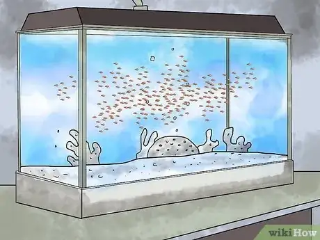 Image intitulée Breed Clownfish Step 10