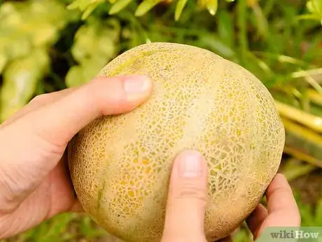 Image intitulée Ripen a Cantaloupe Step 3