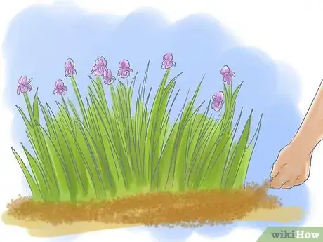 Image intitulée Take Care of Irises when Their Flowers Die Step 12