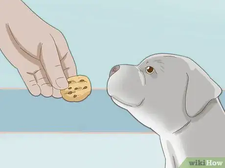 Image intitulée Take Care of a Pitbull Puppy Step 4