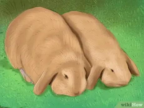 Image intitulée Raise a Lop Eared Rabbit As a Pet Step 12