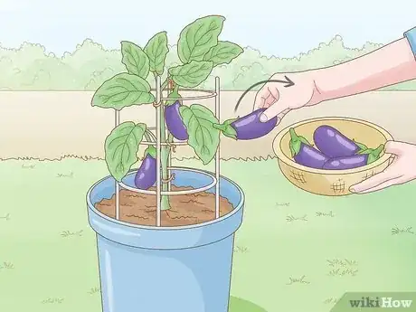 Image intitulée Grow Eggplants in Pots Step 29