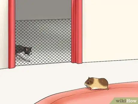 Image intitulée Keep Guinea Pigs when You Have Cats Step 12