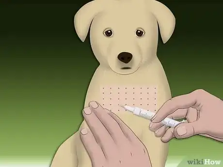 Image intitulée Treat Allergic Dermatitis in Dogs Step 3